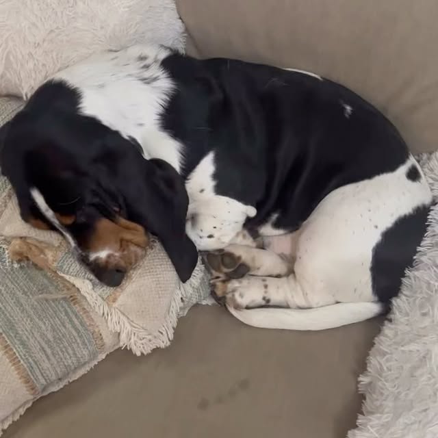 Post by sirbassetwinston