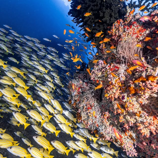 Post by akky_underwater