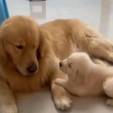 Post by dogszoni