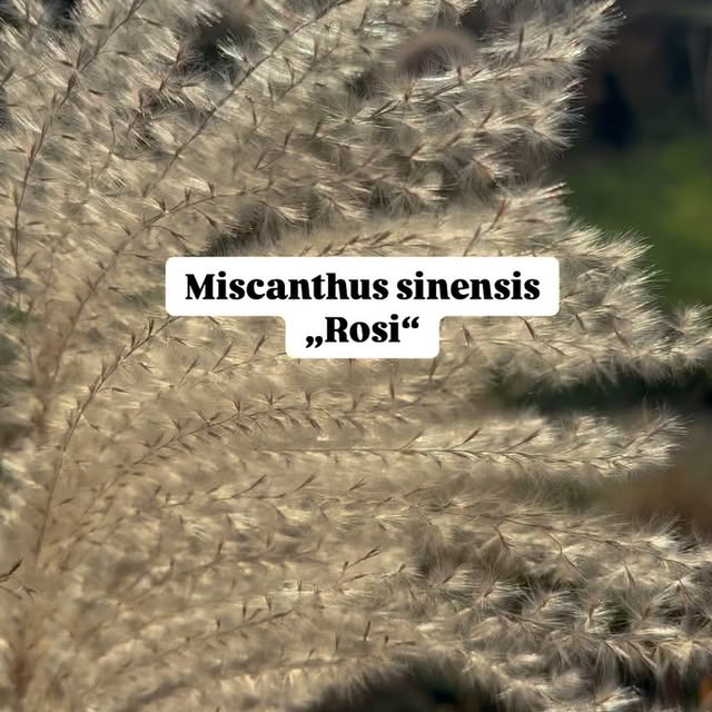 Post by garten_und_hof