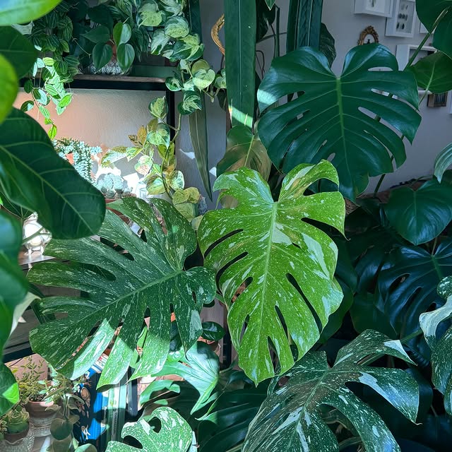 Post by agothicarygardens