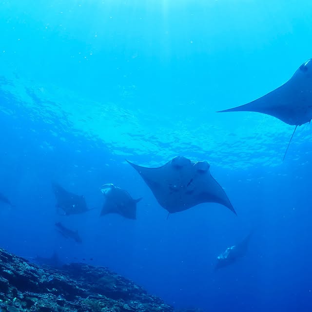 Post by yudai.hoshino.ishigakijima