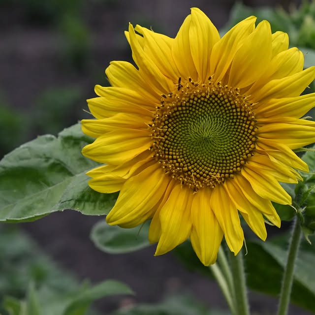 Post by svetasaz_flowers