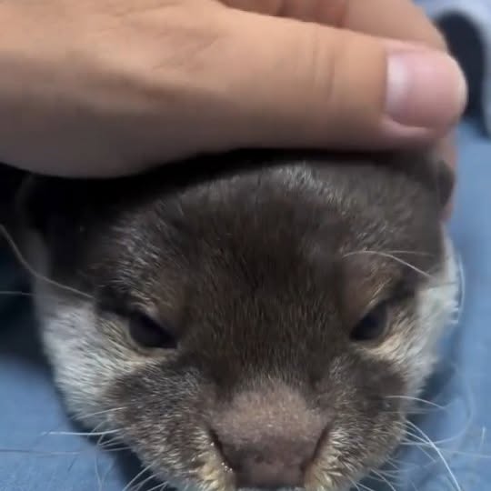 Post by ottershub