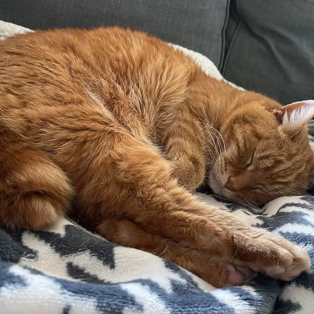 Post by cobblerkittycat