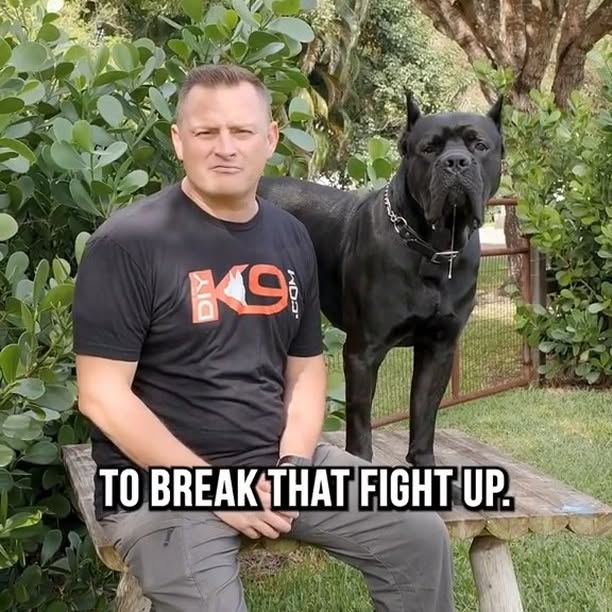 Post by braintrainingdogs_easy