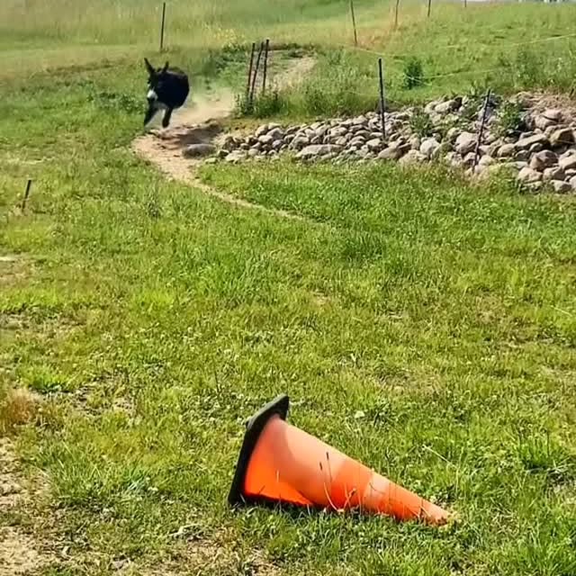 Post by cat.memes.hub