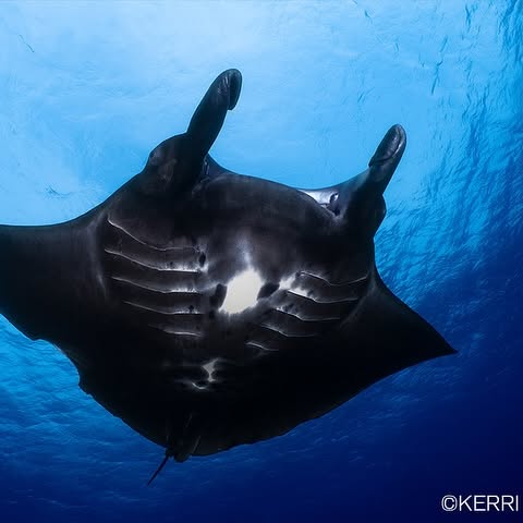 Post by backscattervideophoto