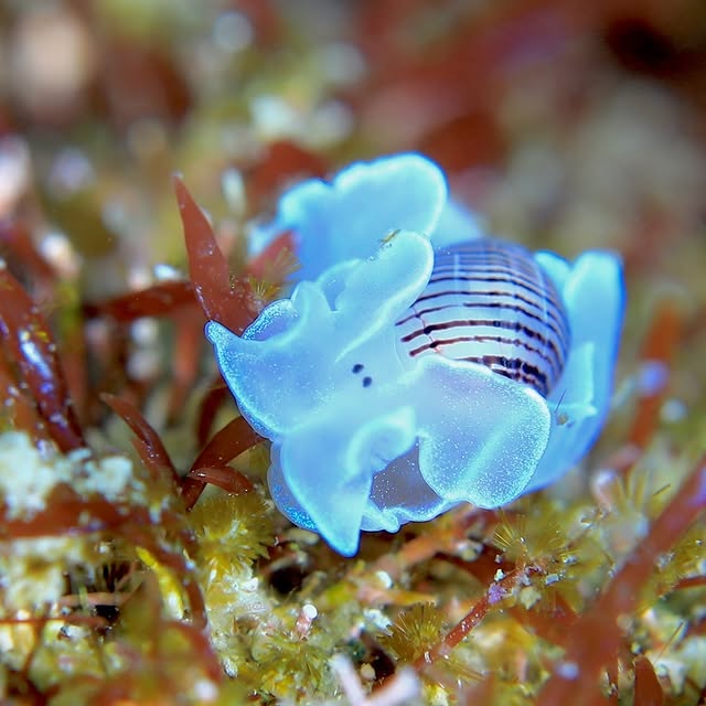 Post by chishimamurakami