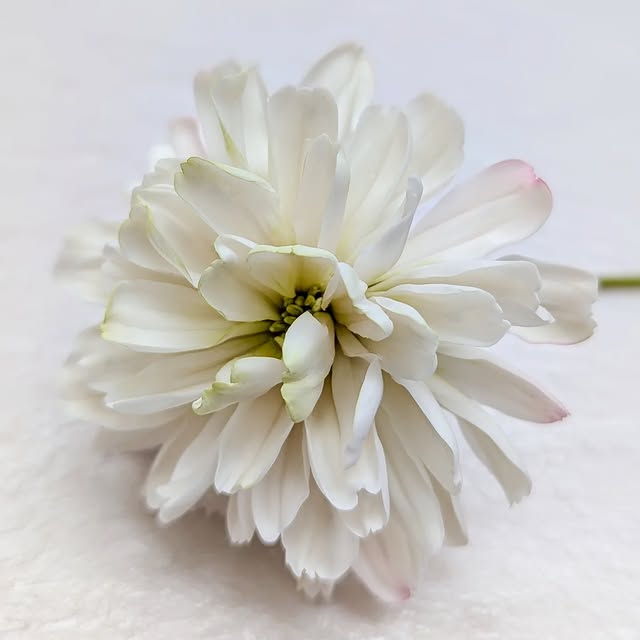 Post by jamberry_sugar_flowers