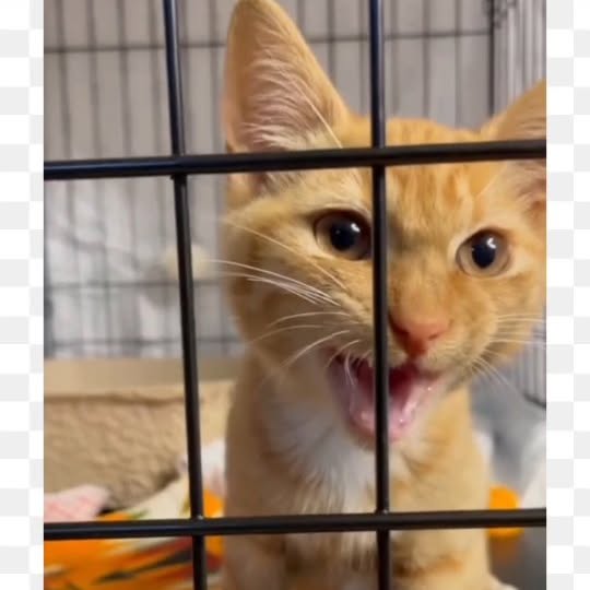 Post by meowcatsscorner