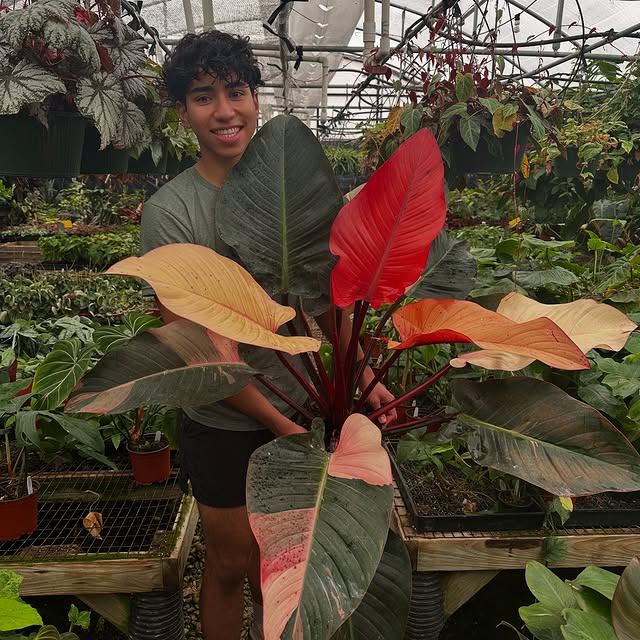 Post by stevesleavesinc