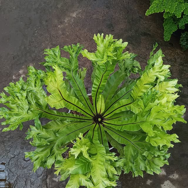 Post by bunga_allecia23