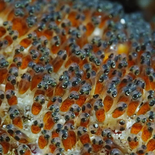 Post by uw.ocean.visuals