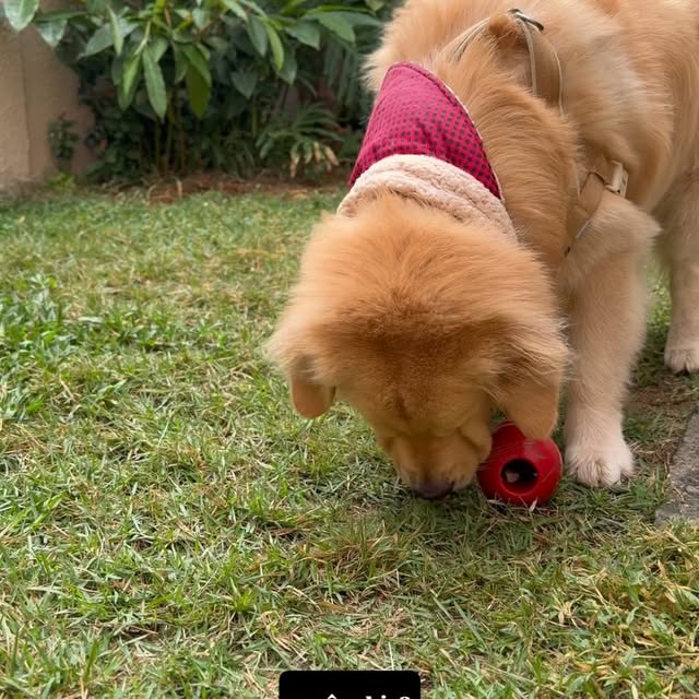 Post by goldenretriever_lotus