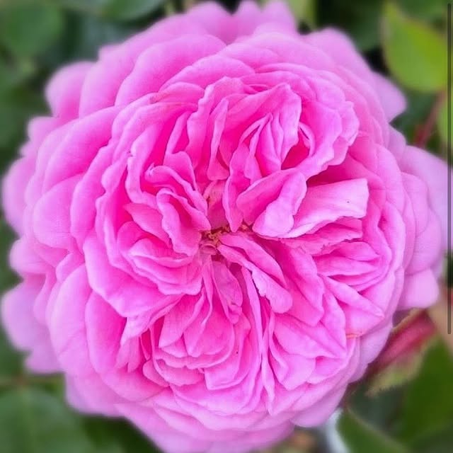 Post by jothompsongarden