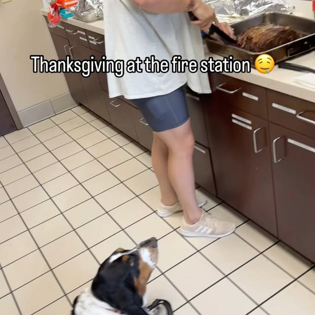 Post by sirbassetwinston