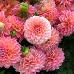 Dahlias by Serenada's profile picture