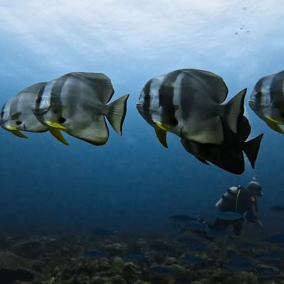 Post by kath.sea.fish