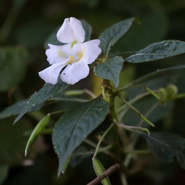 Post by basilikum_und_kaktus