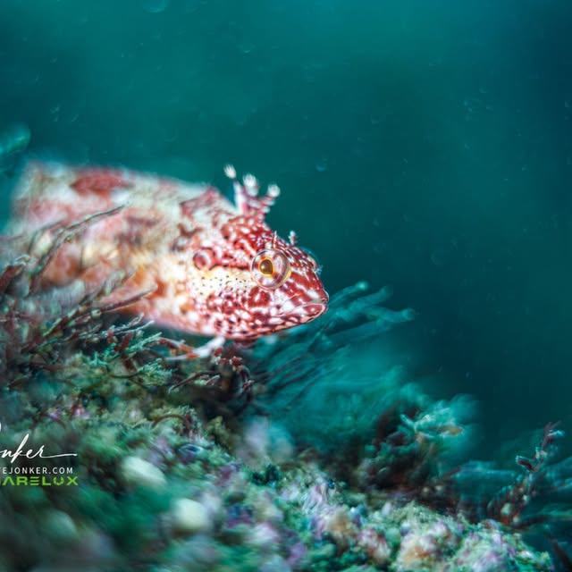 Post by katejonkerphotography