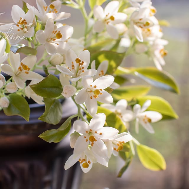 Post by natalia_jelonkina