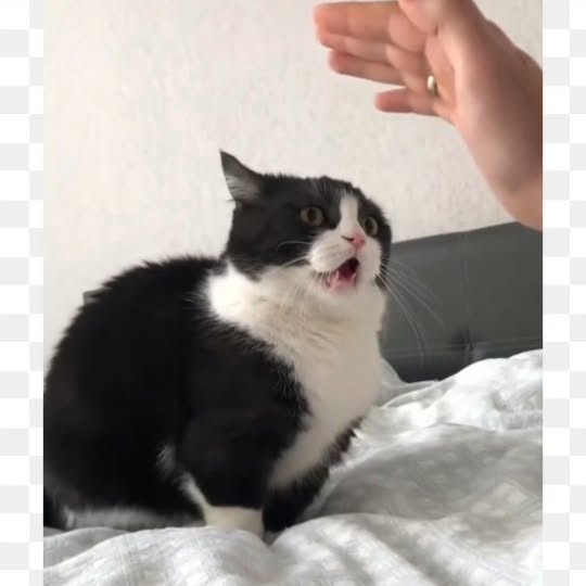 Post by meowcatsscorner