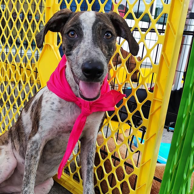 Post by rescatecanalero