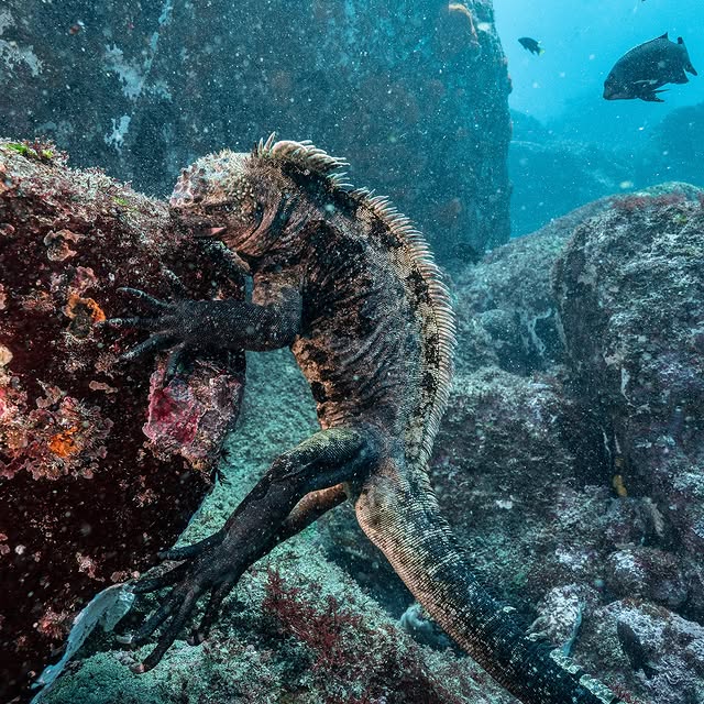 Post by pelayosalinas