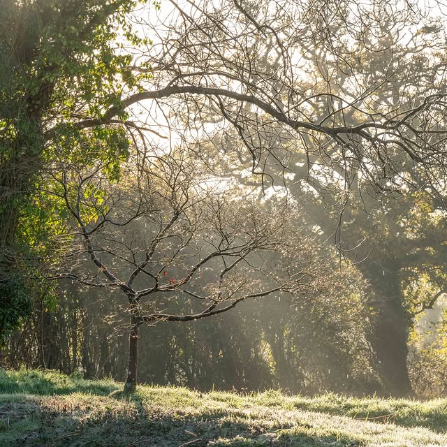 Post by wildsidegarden