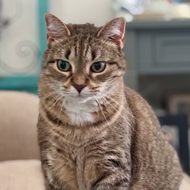 Post by greeneclecticmama