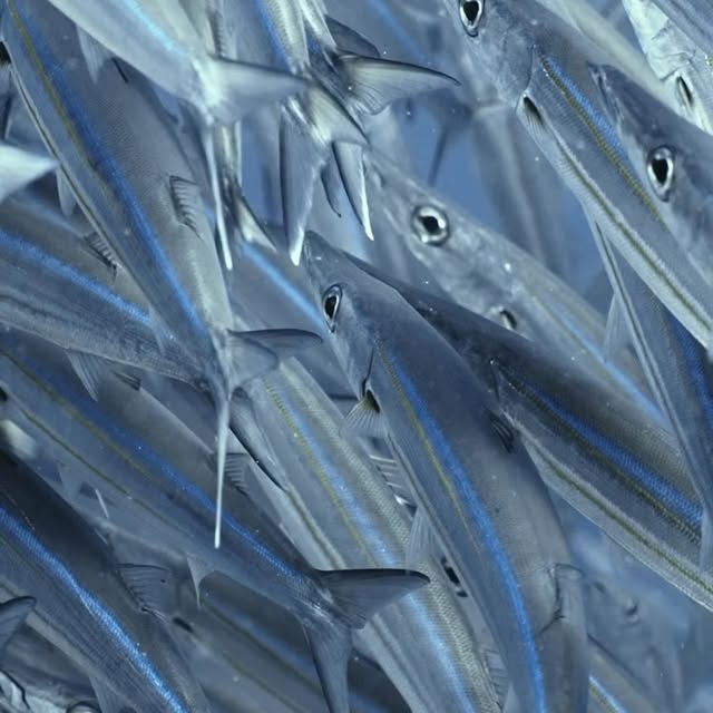 Post by jakemasondiving