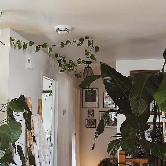 Post by houseofbotanical