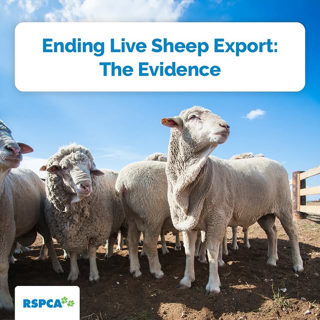 Post by rspcaaustralia