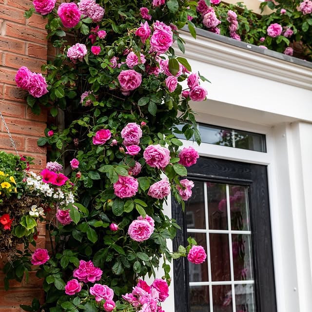 Post by garden_desiign