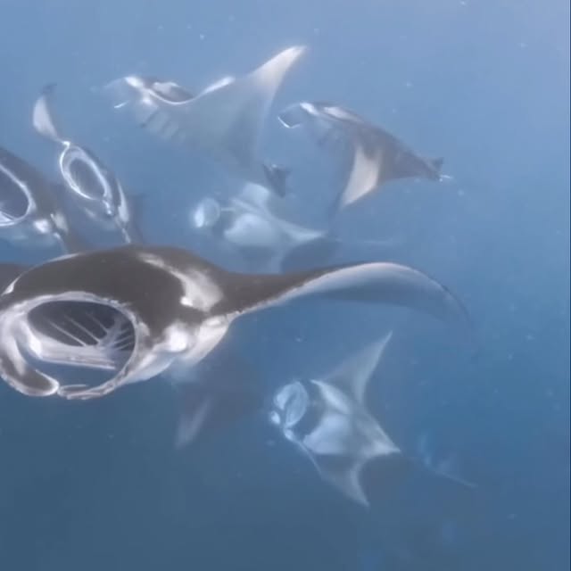 Post by divingmaldive