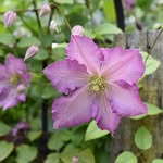 ガーデニングミュージアム花遊庭's profile picture