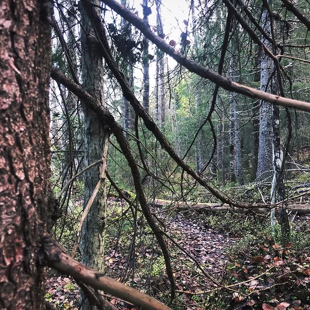 Post by nordicwilderness