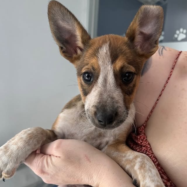 Post by strongheartsdogs