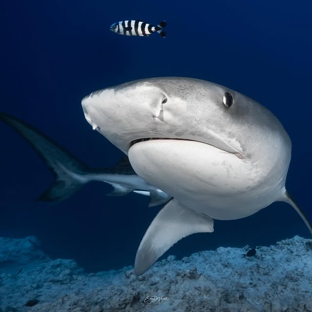 Post by ericdevicente