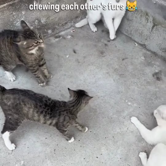 Post by cats_nomad18