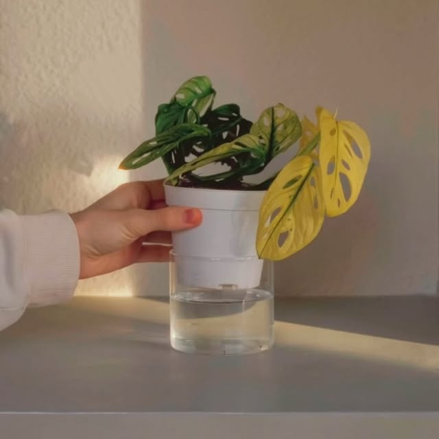 Post by aureumbotanicals