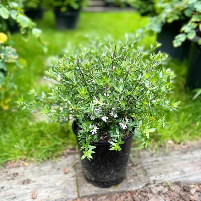 Post by hedge.garden.design.nursery