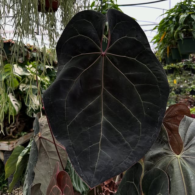 Post by stevesleavesinc