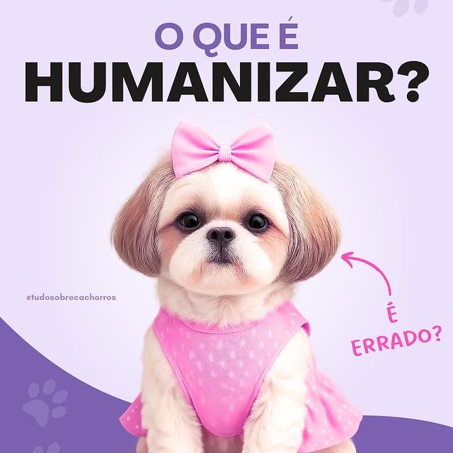 Post by tudosobrecachorros