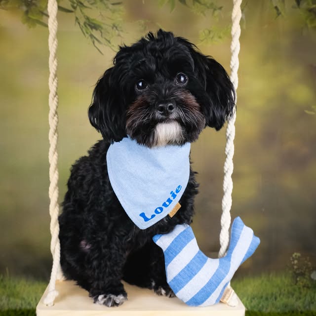 Post by yorkipoo_louie
