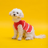 Quick pet care tips's profile picture