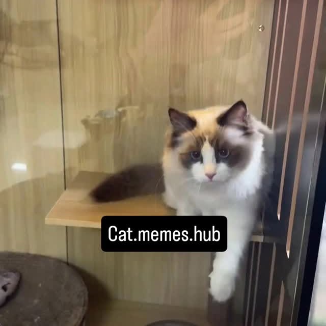 Post by cat.memes.hub