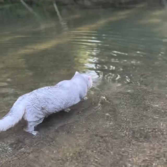 Post by dailycats.co