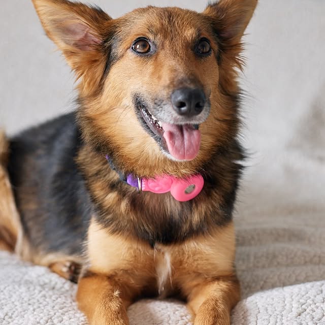 Post by casalpetfamily